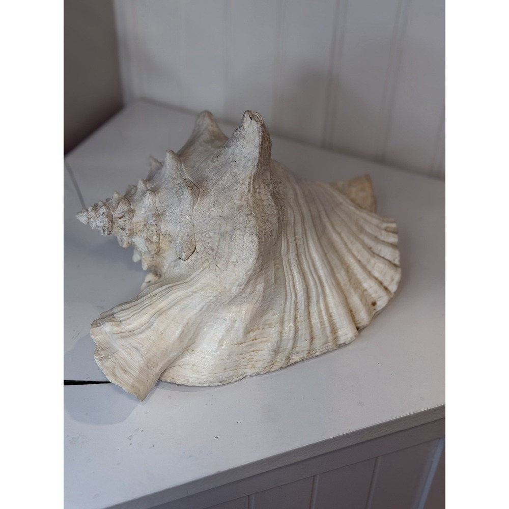 Large Vintage 10" Queen Conch Shell Natural Pink Ocean Coastal Beach Decor